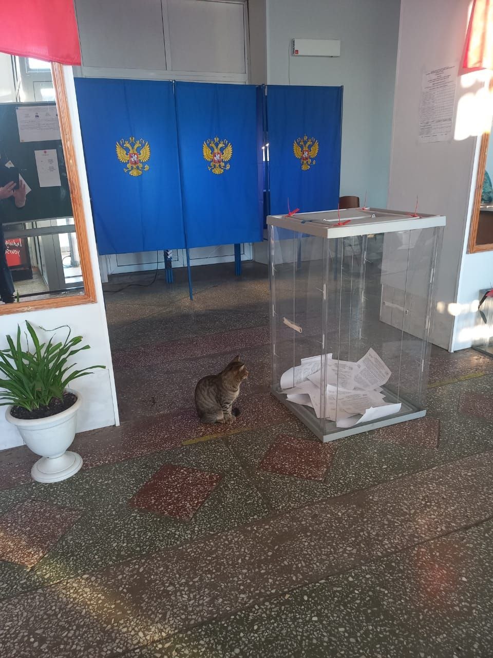 11111111111_snova_zdravstvuyte_kot_murzik_na_boevom_postu.tatarskiy_uik_953.jpg